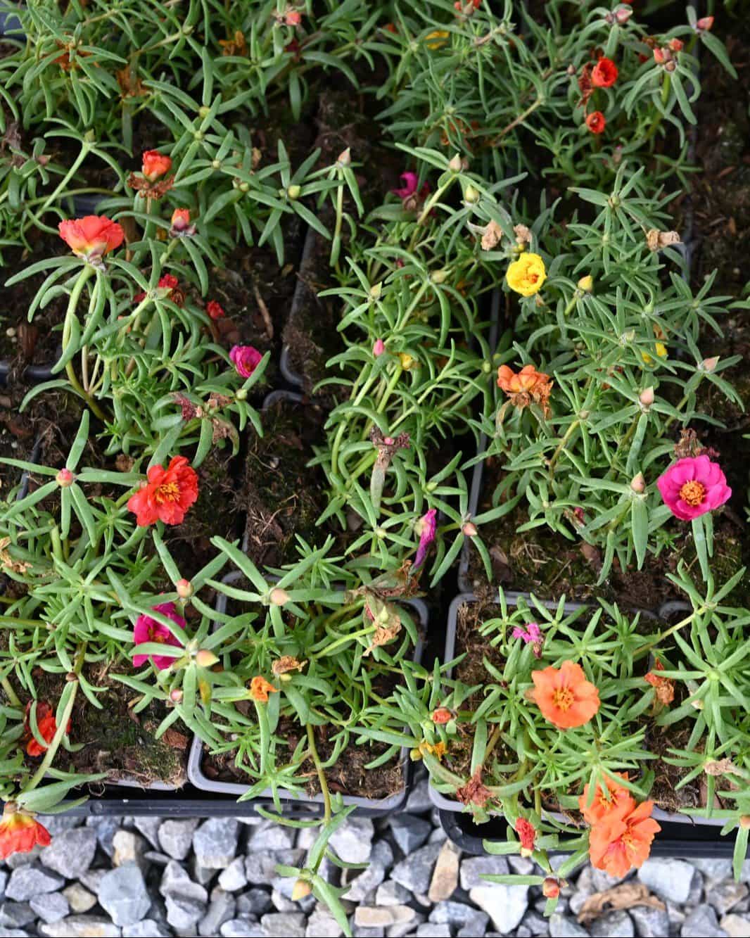 Happy Hour Mix Moss Rose Portulaca - view 2