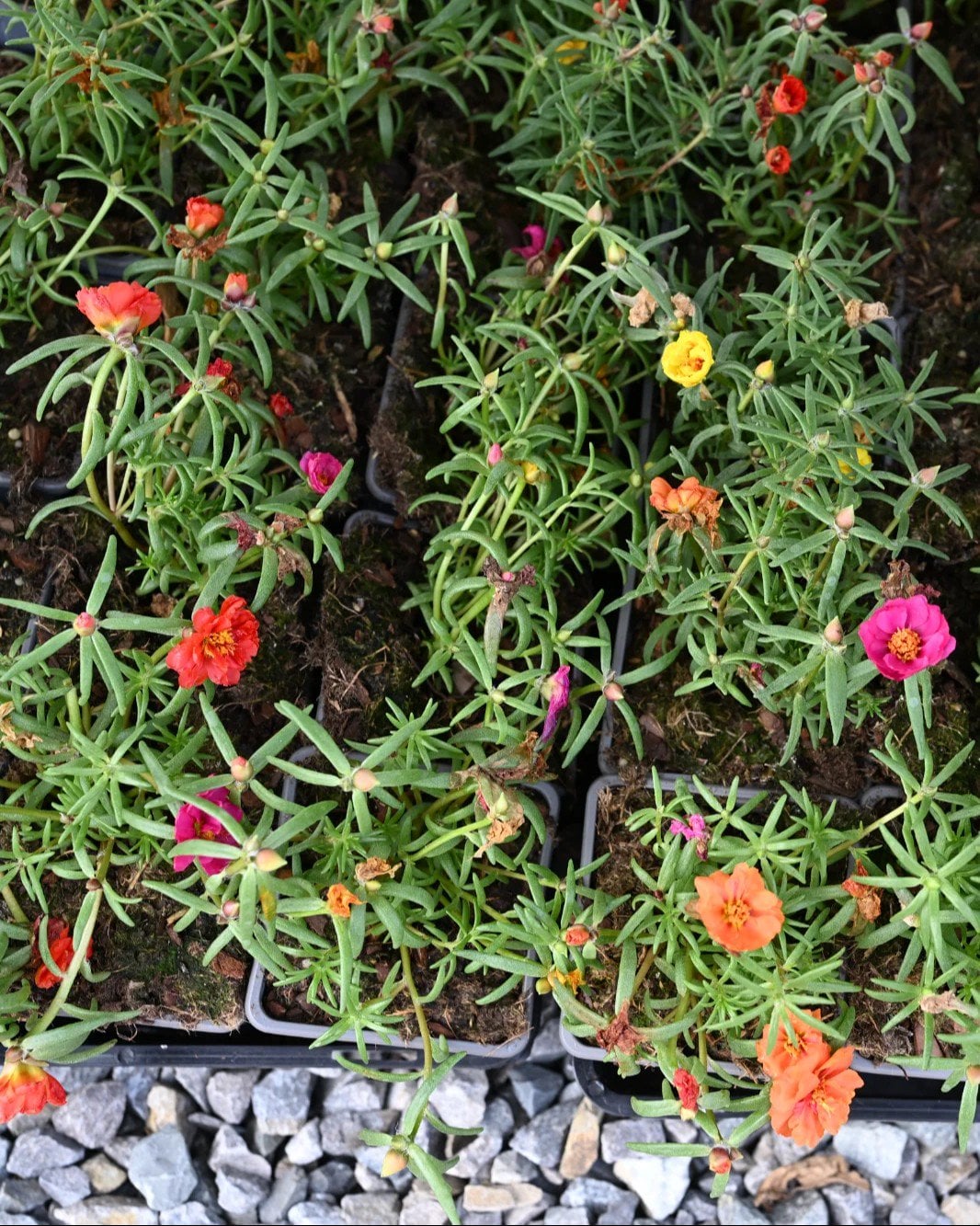 Happy Hour Mix Moss Rose Portulaca - Image 1