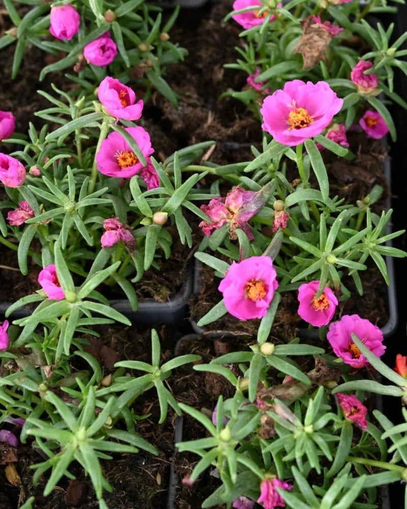 Happy Hour Rosita Moss Rose Portulaca - Image 1