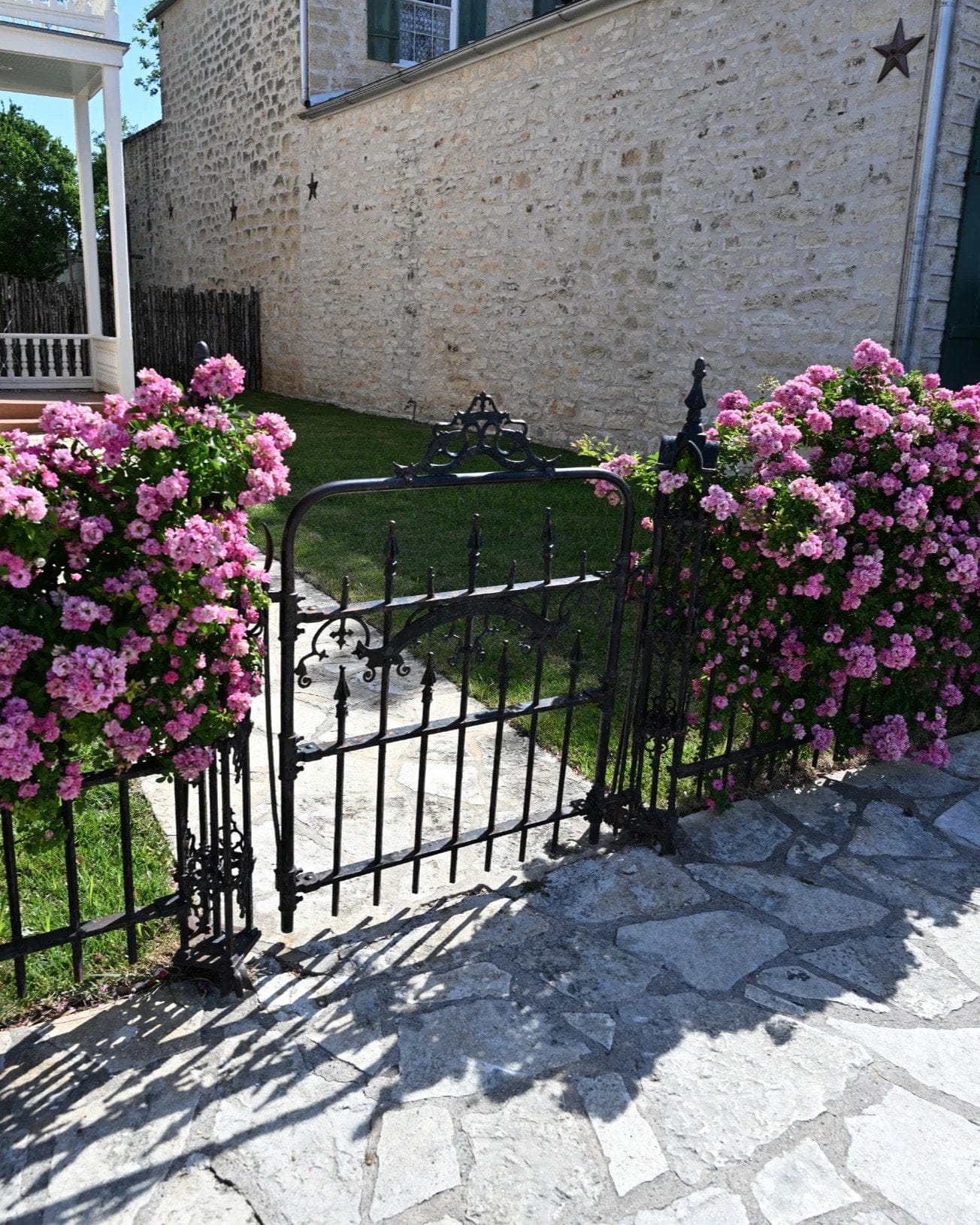 Peggy Martin Climbing Rose - view 2