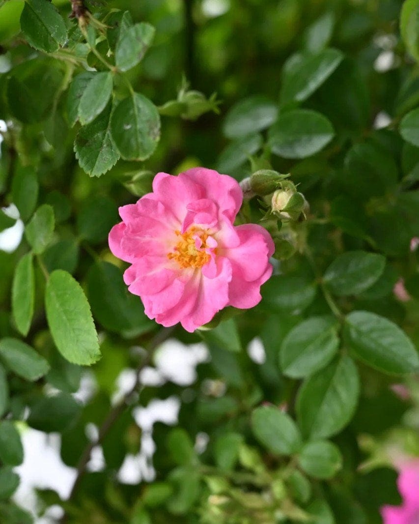 Peggy Martin Climbing Rose - view 3