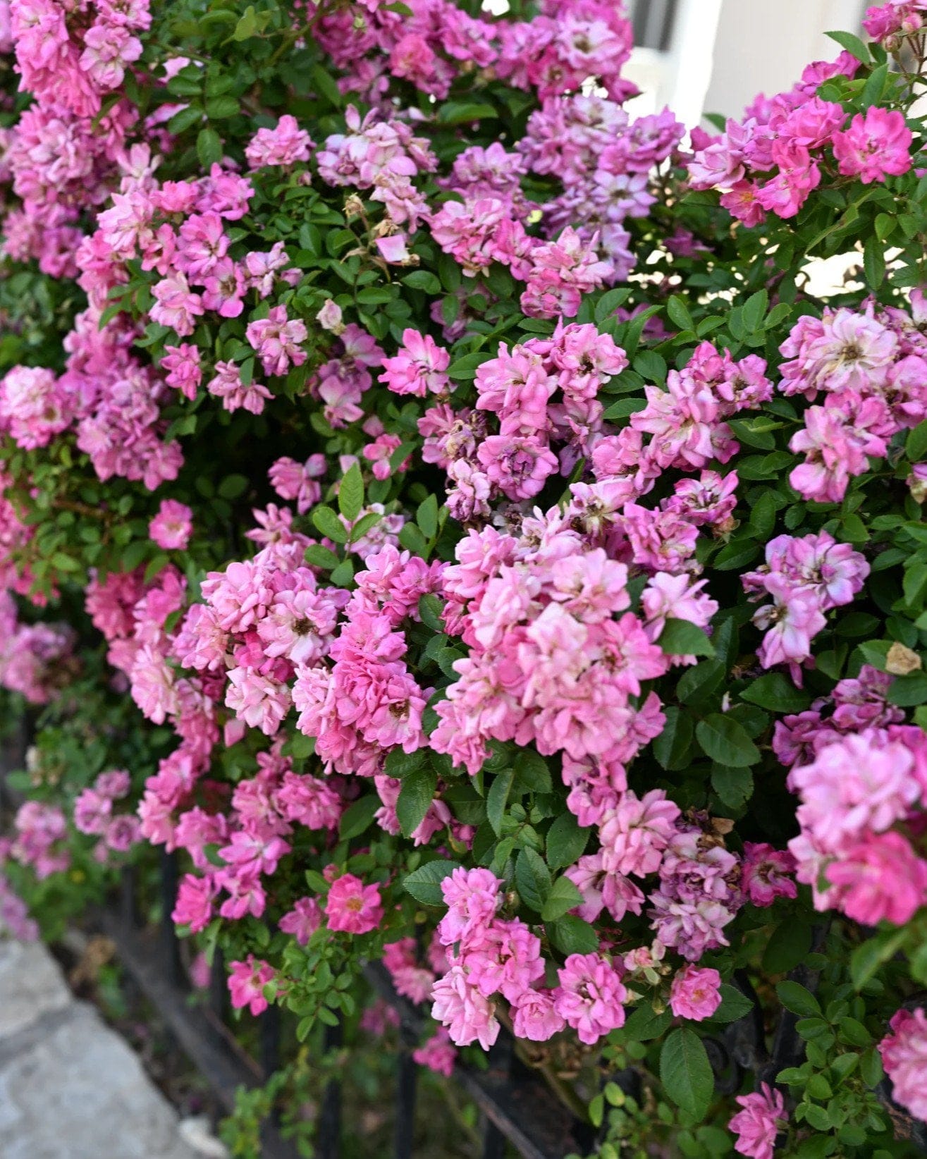 Peggy Martin Climbing Rose - view 4
