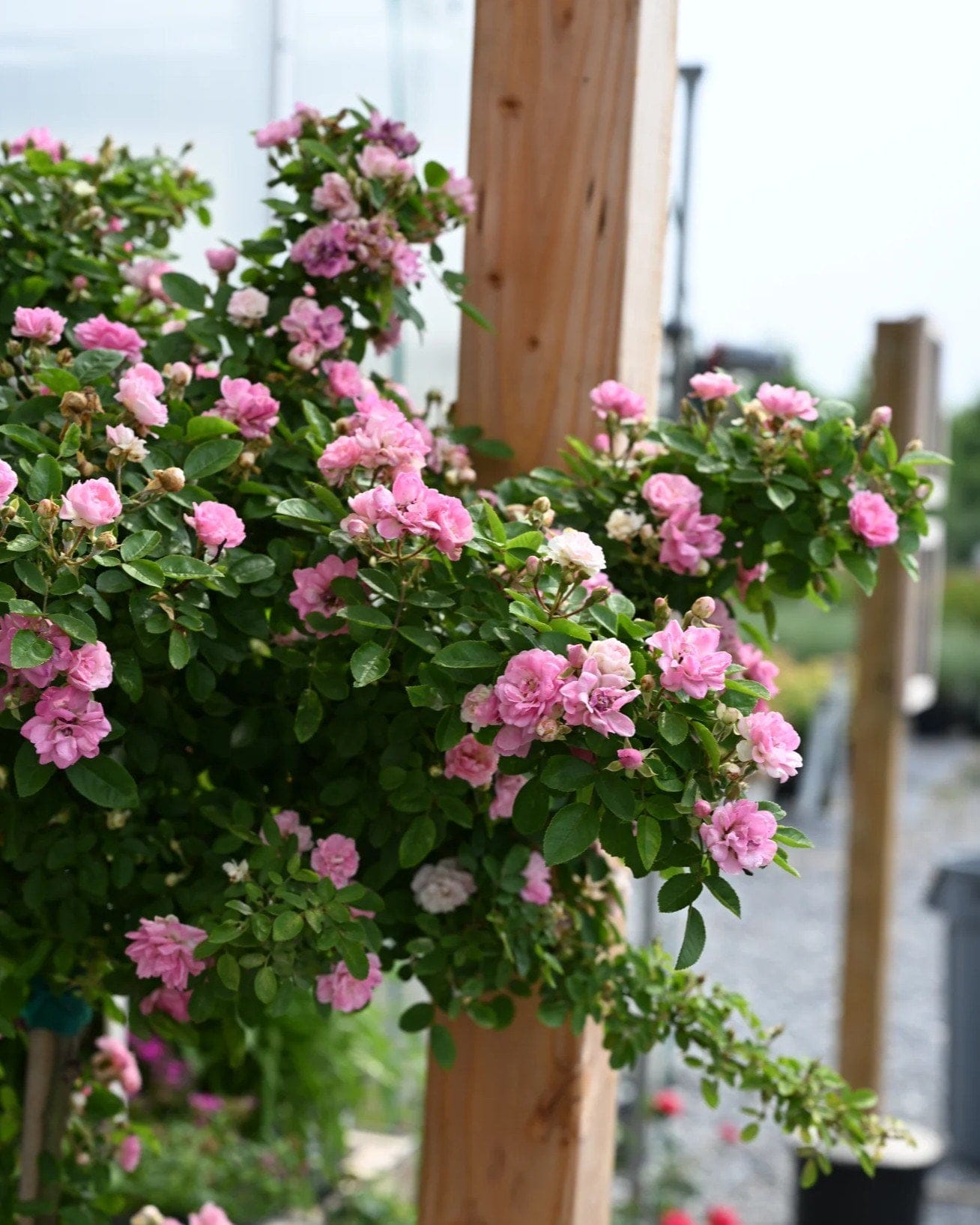 Peggy Martin Climbing Rose - view 5
