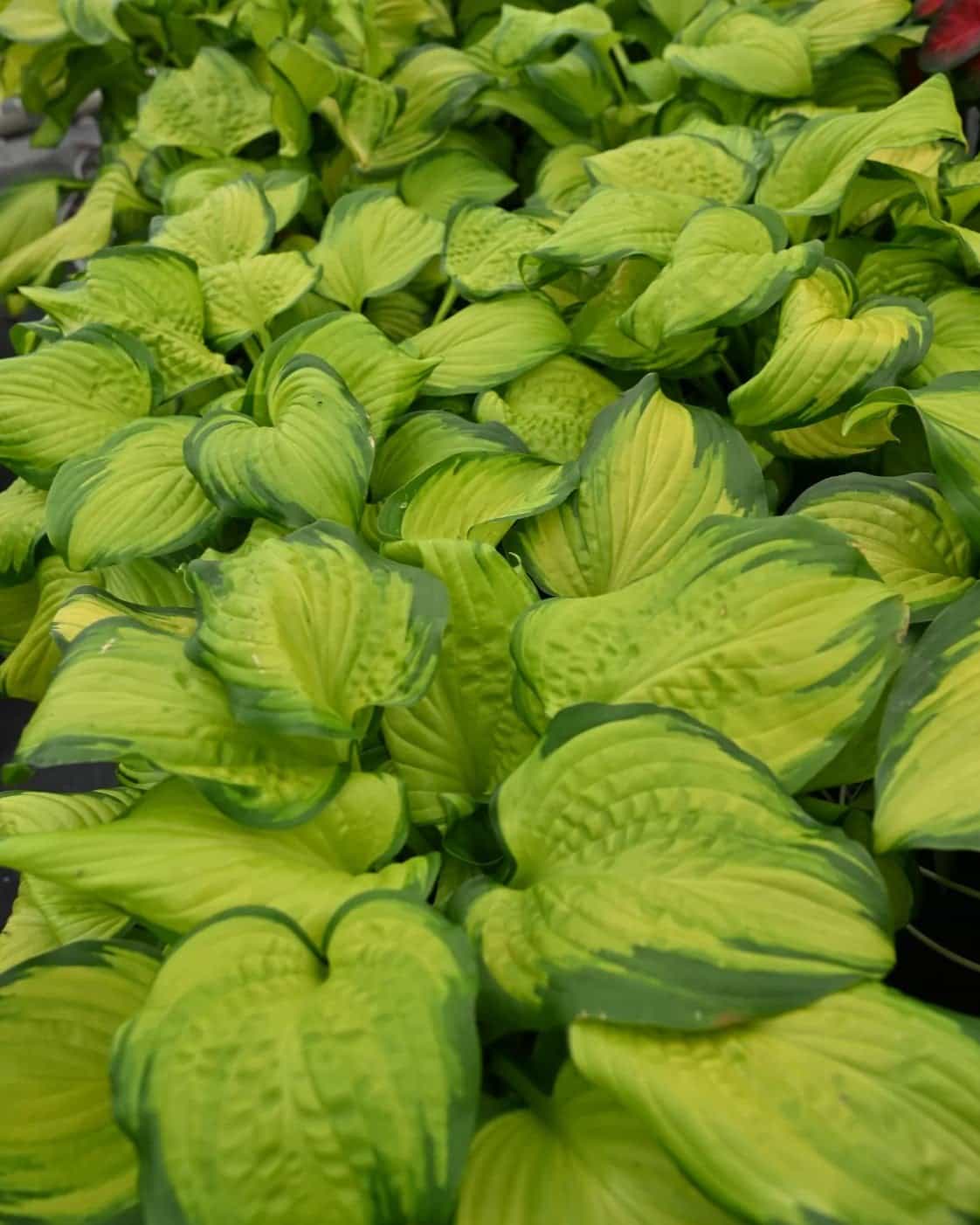 Stained Glass Hosta - view 2