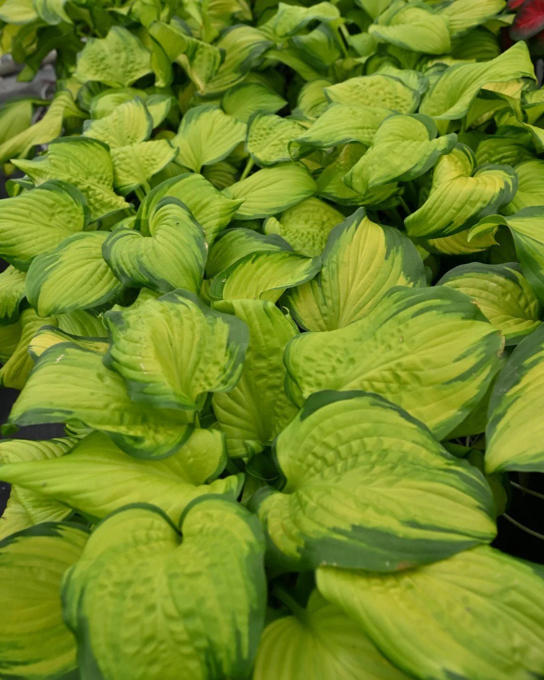 Stained Glass Hosta - Image 1