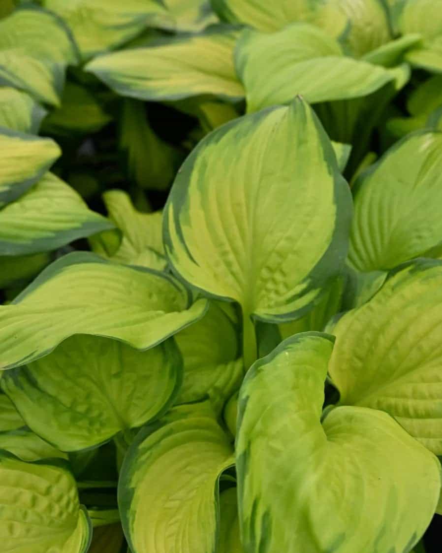 Stained Glass Hosta - view 3