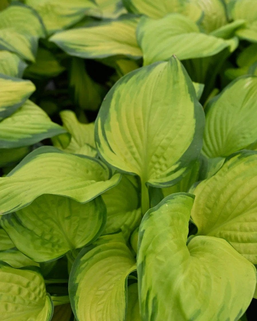 Stained Glass Hosta - view 3