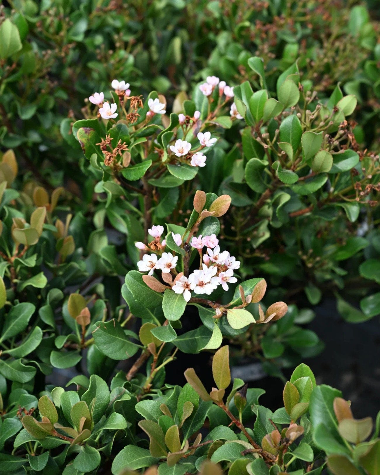 Indian Hawthorn Pinkie - view 2