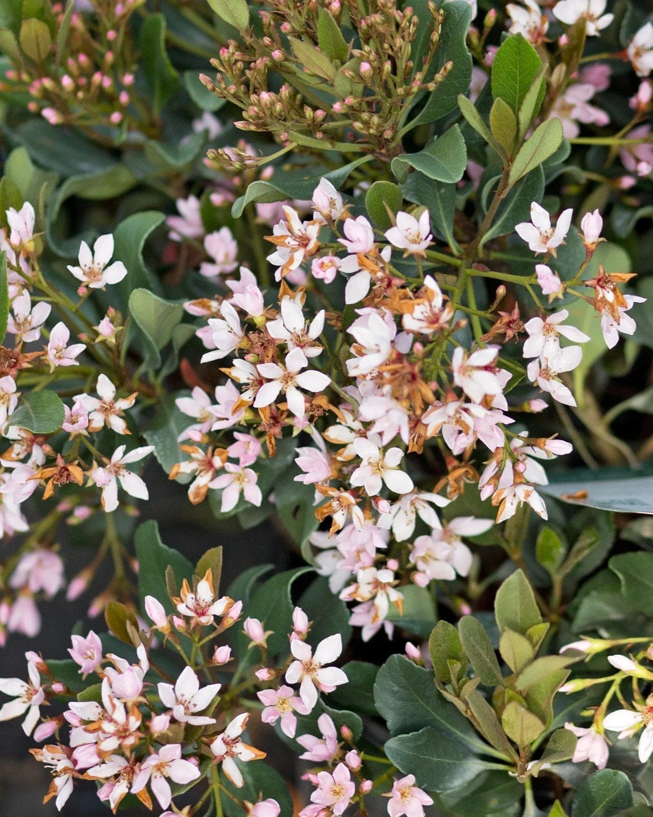 Indian Hawthorn Pinkie - view 5