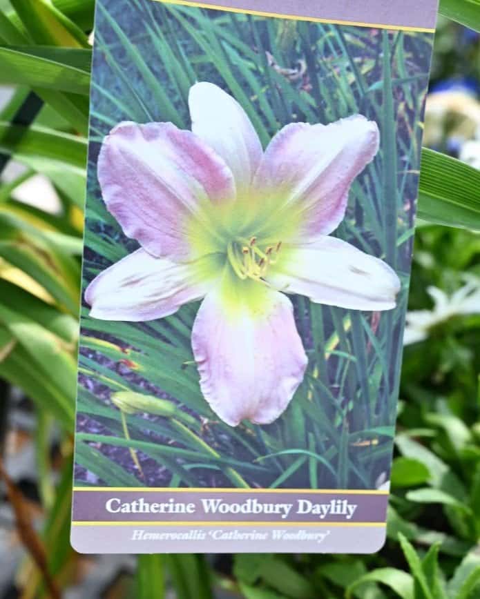 Catherine Woodbury Daylily - Image 1