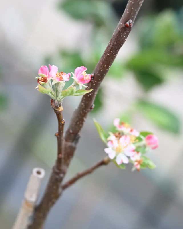 Golden Dorsett Apple - Image 1