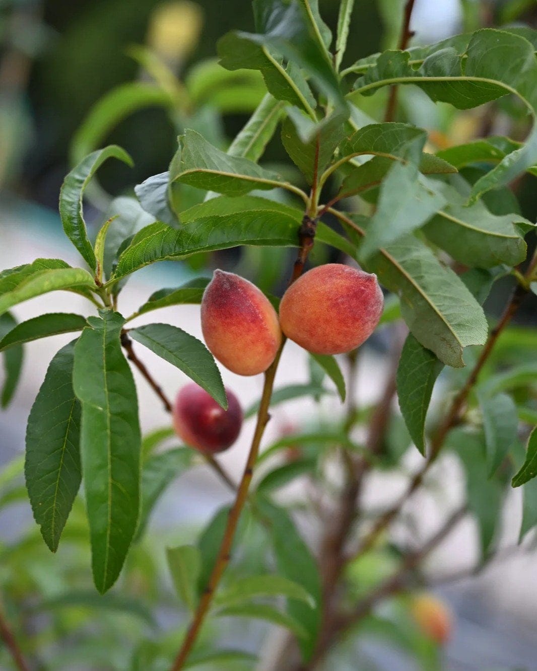 La Festival Peach - view 5