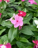 Cora XDR Mix Vinca thumbnail 2