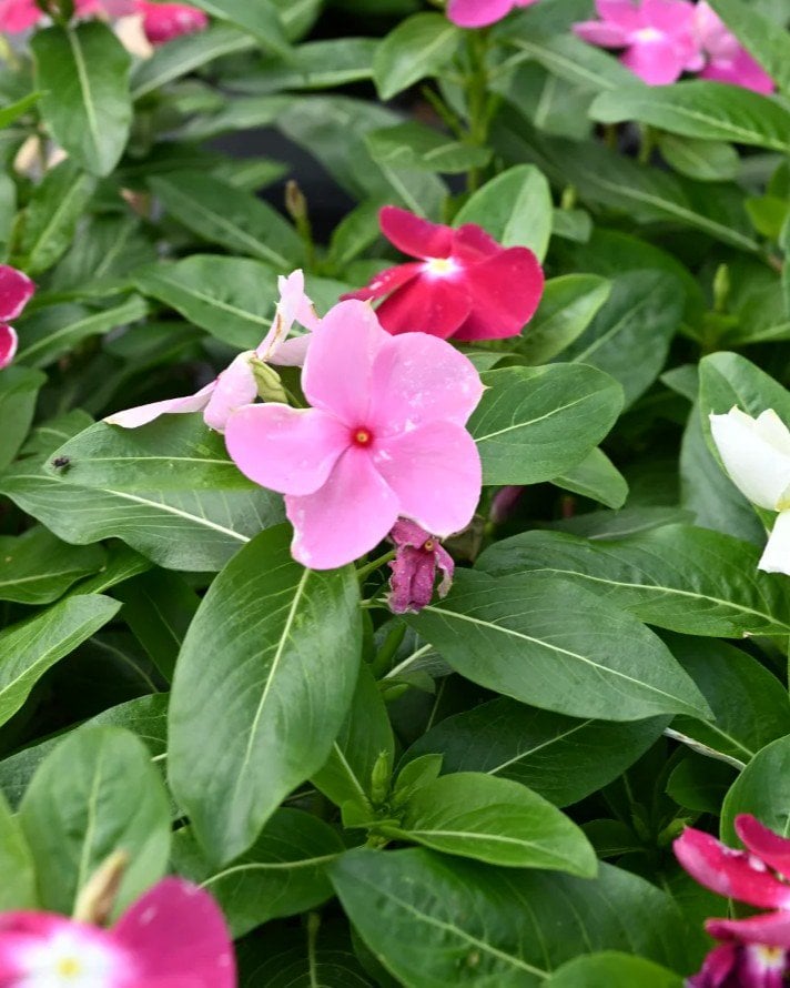 Cora XDR Mix Vinca - Image 1
