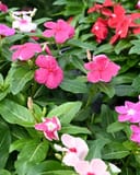 Cora XDR Mix Vinca thumbnail 3