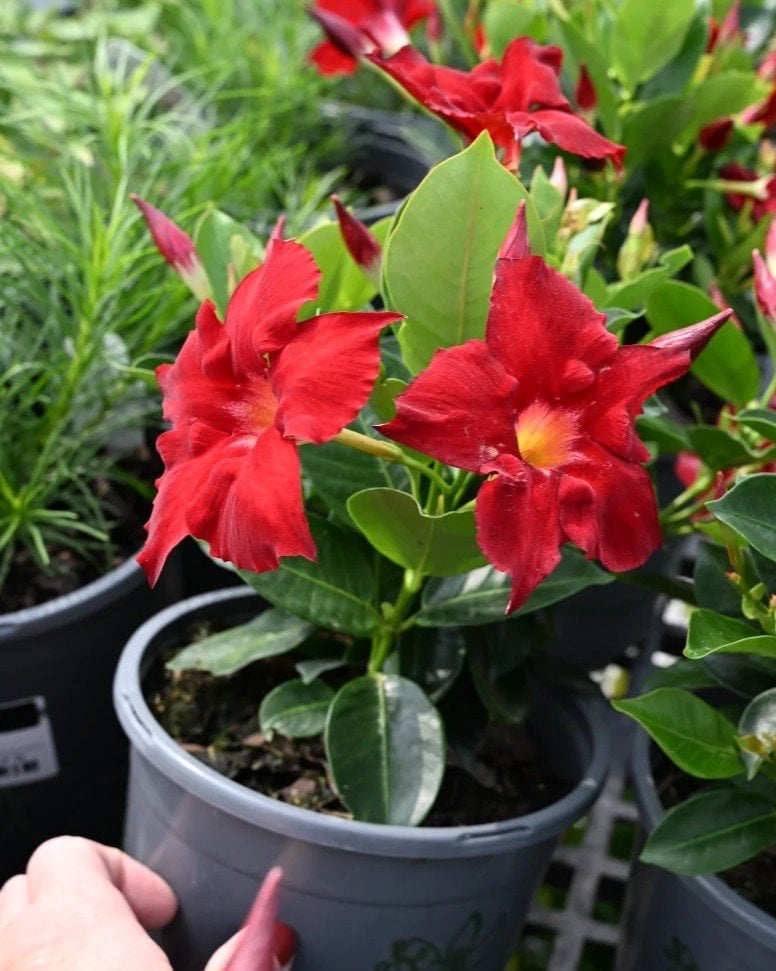 Madinia Elegant Velvet Red Dipladenia - Image 1