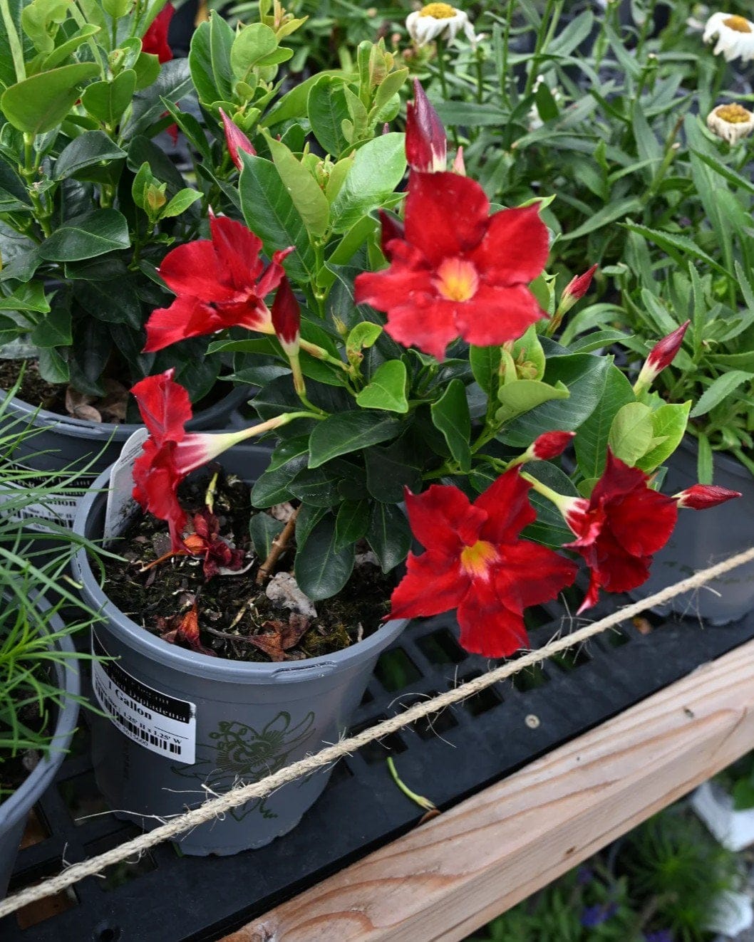 Madinia Elegant Velvet Red Dipladenia - view 3