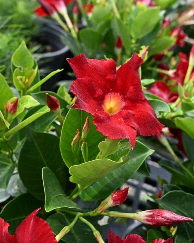Madinia Elegant Velvet Red Dipladenia - view 5