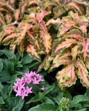 Premium Sun Coral Candy Coleus thumbnail 3