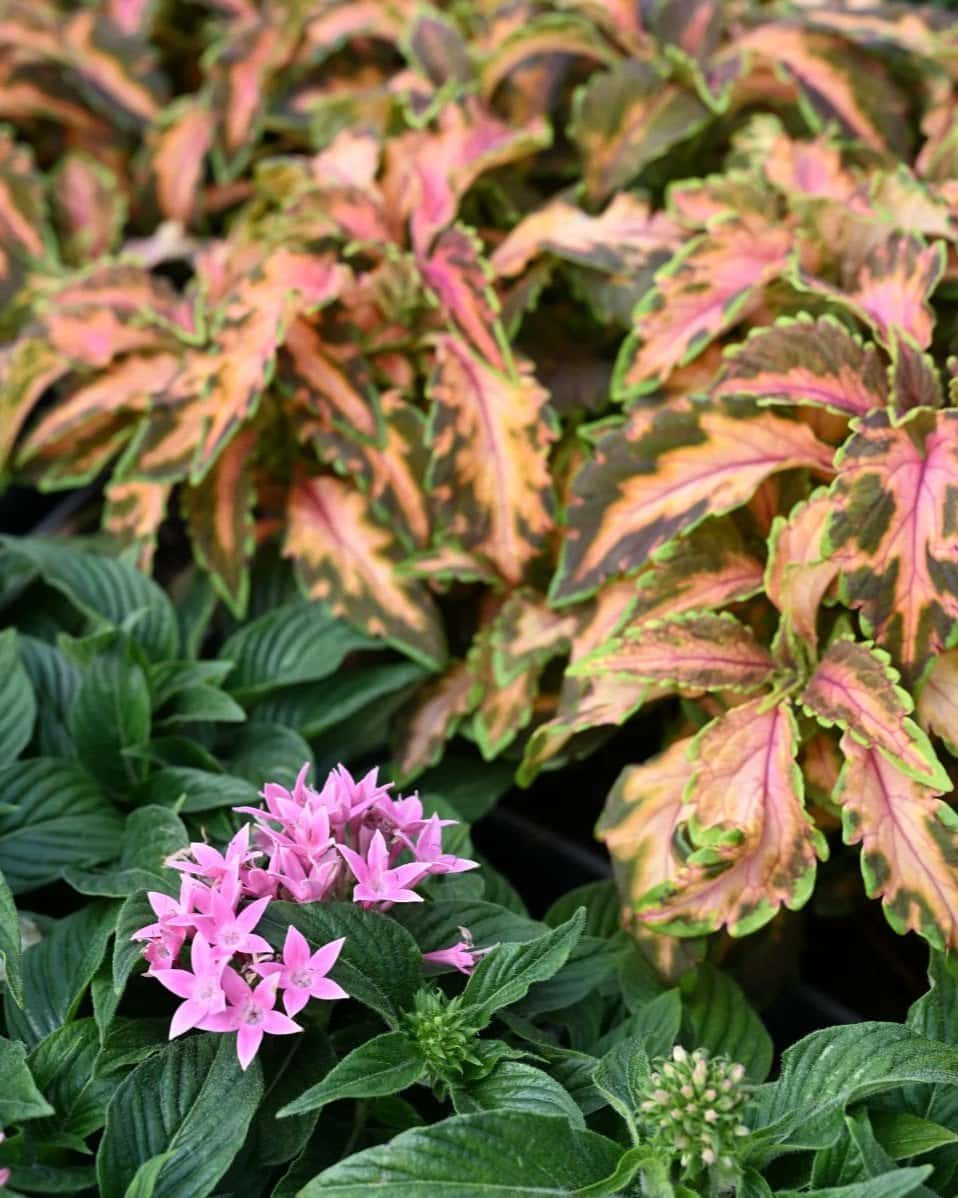 Premium Sun Coral Candy Coleus - Image 1