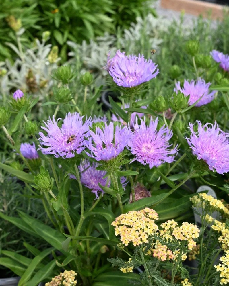 Riptide Stoke's Aster - Image 1