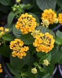 Bandana Gold Lantana thumbnail 1