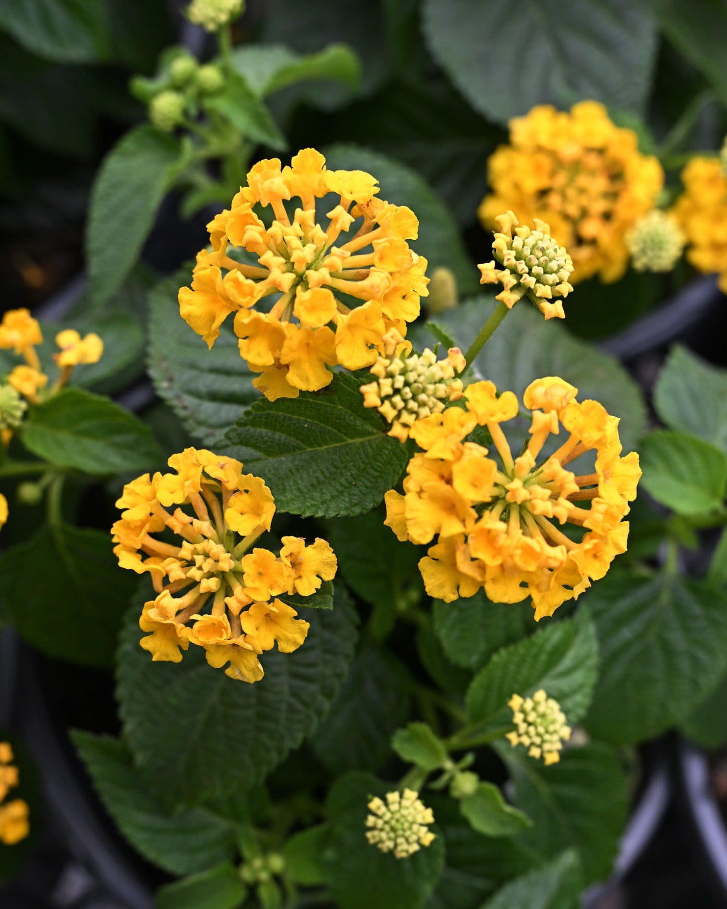 Bandana Gold Lantana
