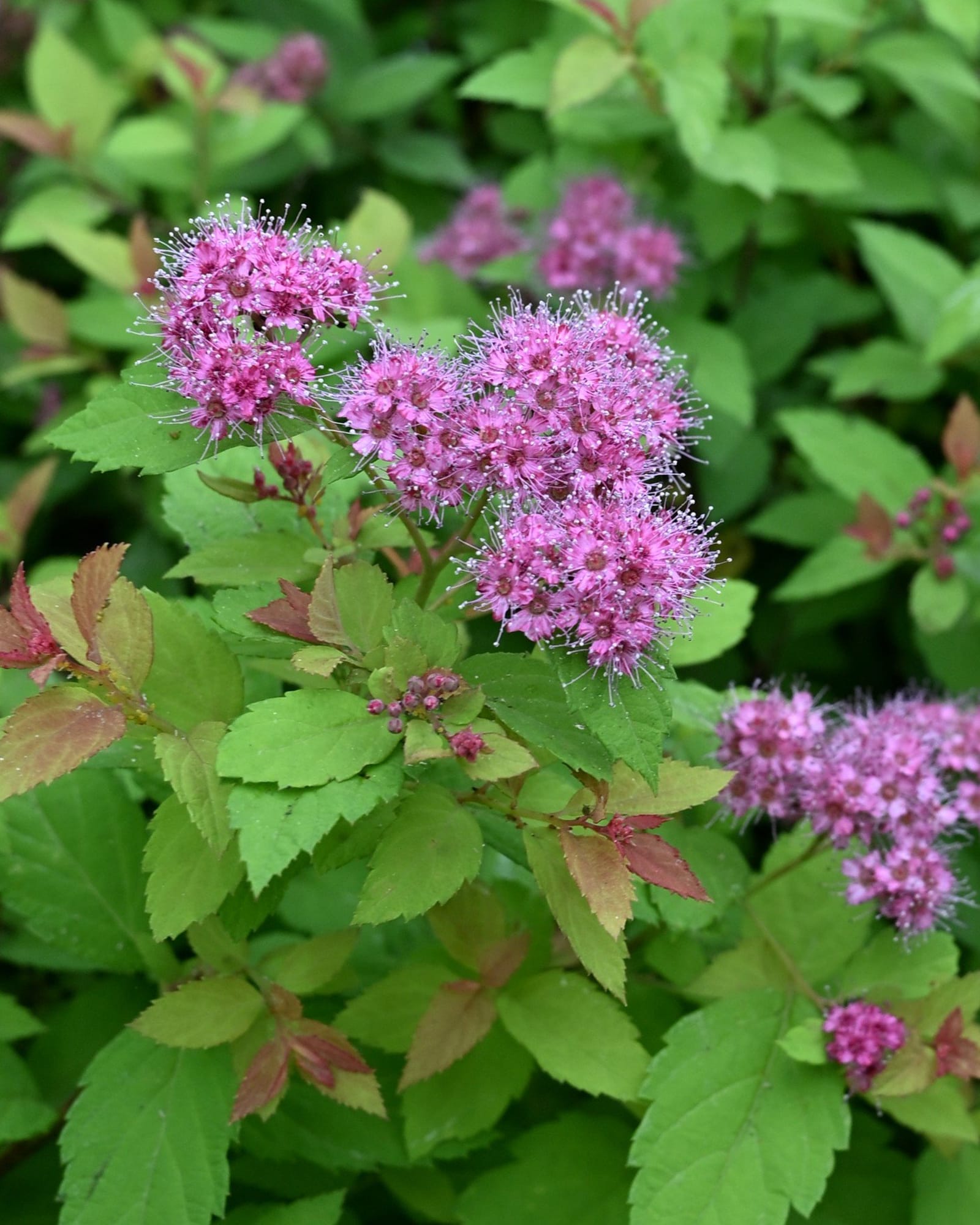 Magic Carpet Spirea