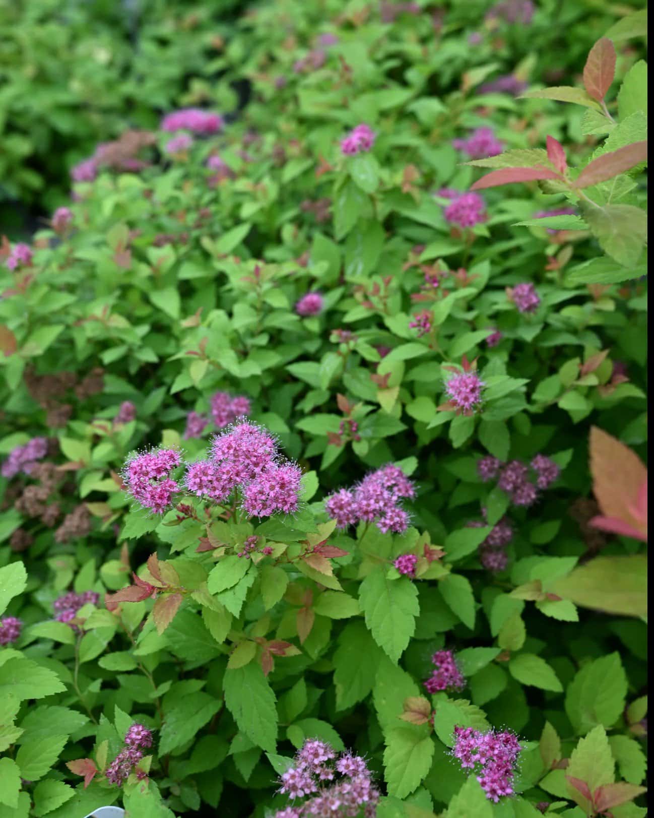 Magic Carpet Spirea - Image 1