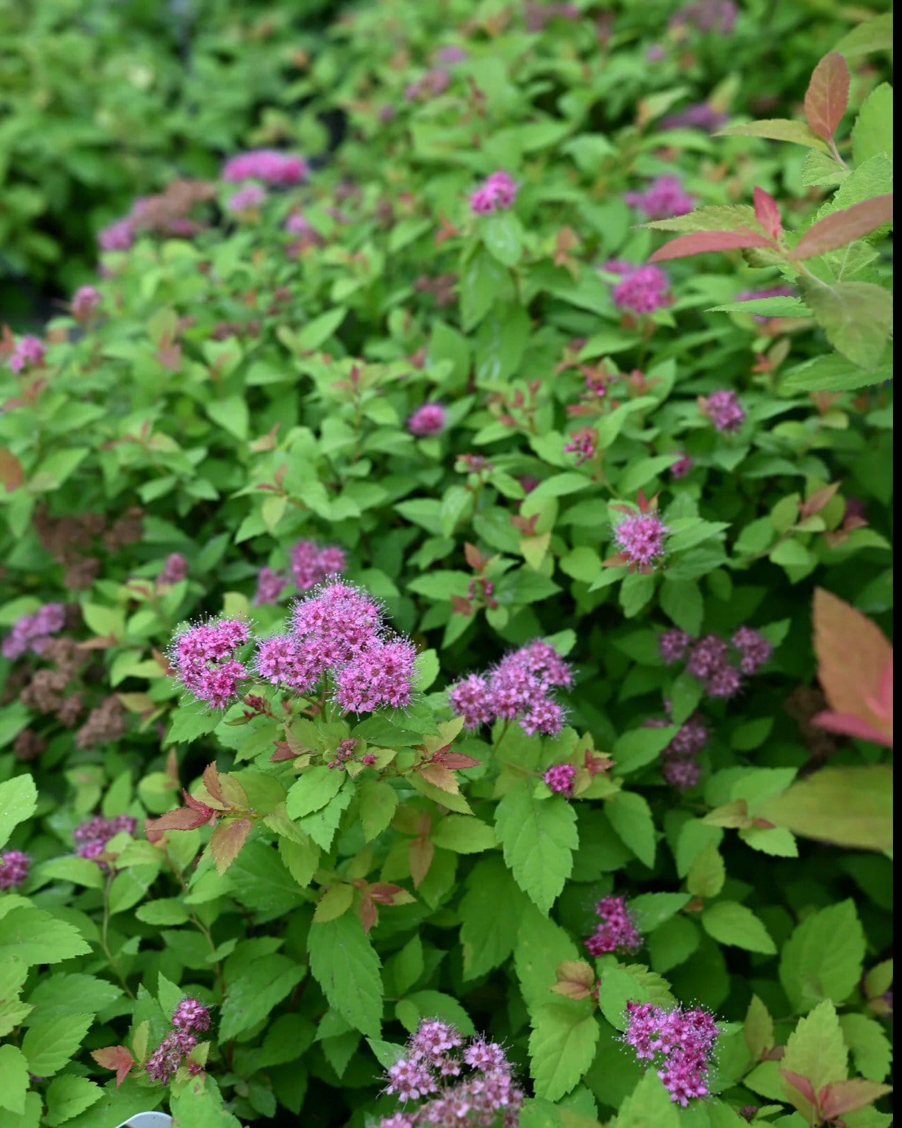 Magic Carpet Spirea - view 2