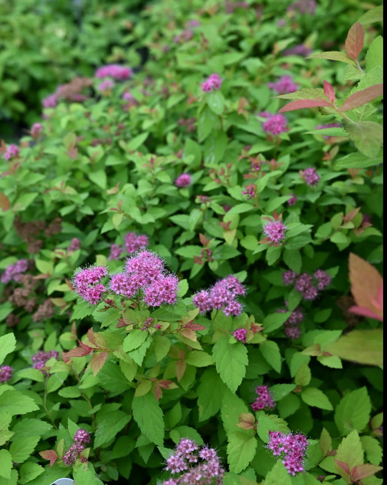 Magic Carpet Spirea - Image 1