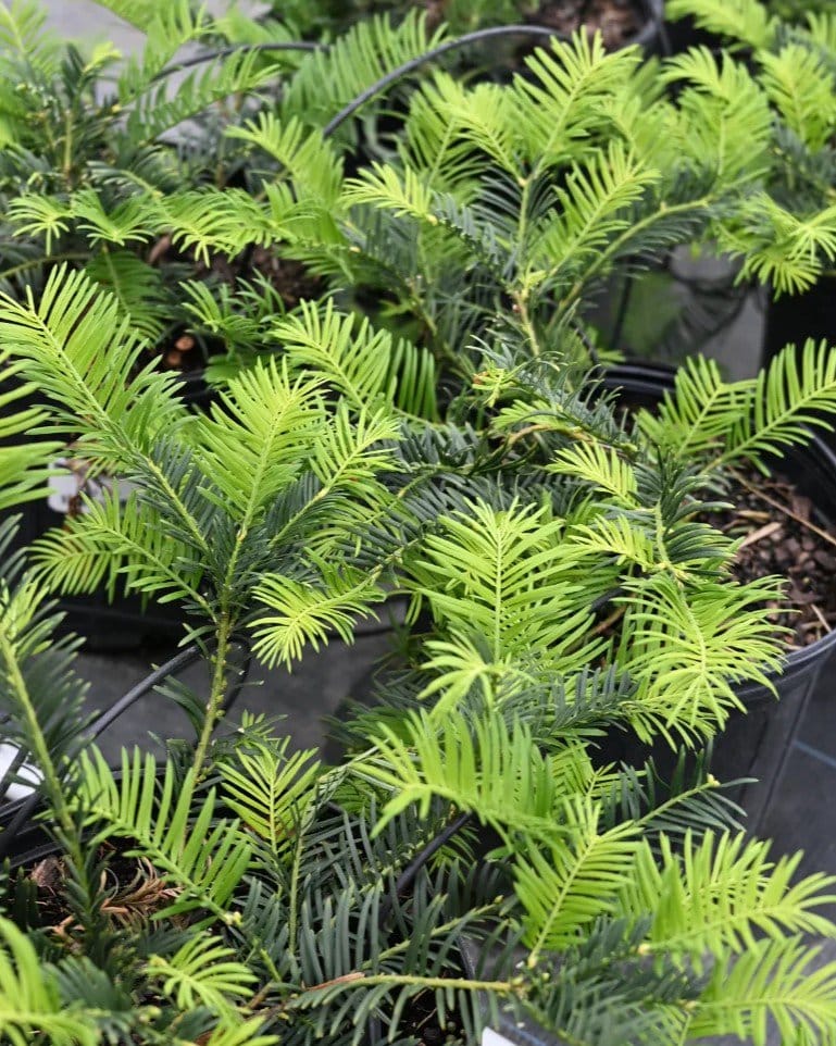 Spreading Plum Yew - view 2