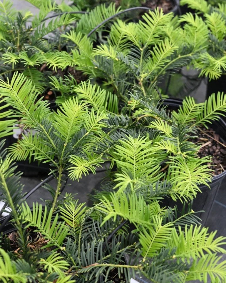 Spreading Plum Yew - Image 1