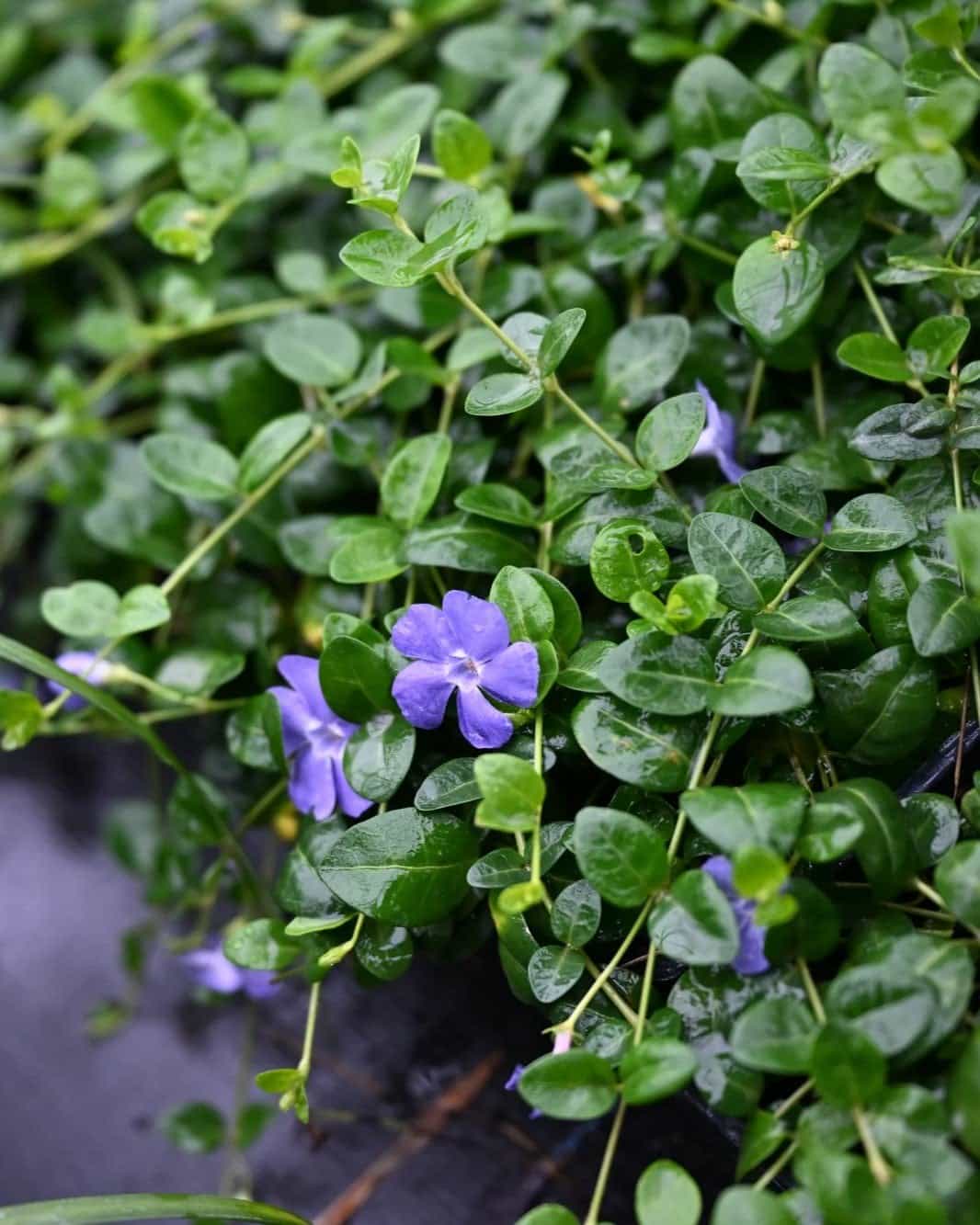 Bowles' Vinca - view 5