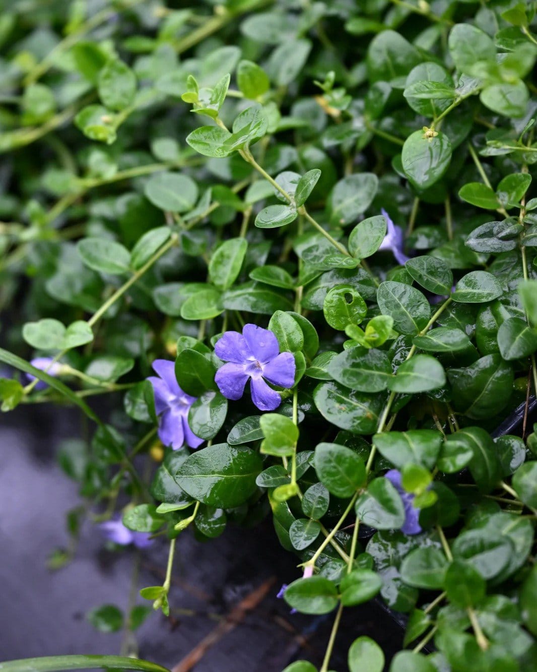 Bowles' Vinca - view 5