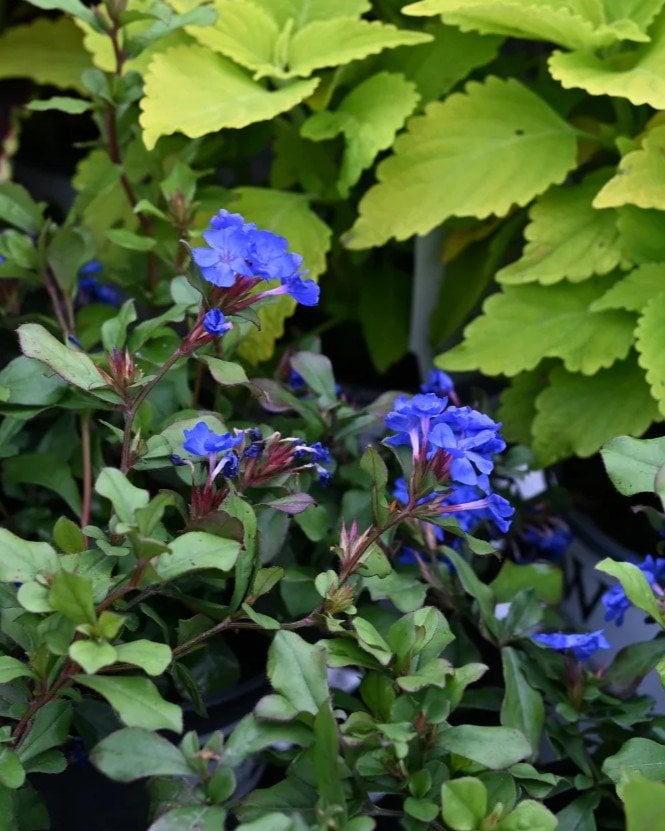 Creeping Plumbago - Image 1
