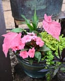 Heart to Heart Blushing Bride Caladium thumbnail 2