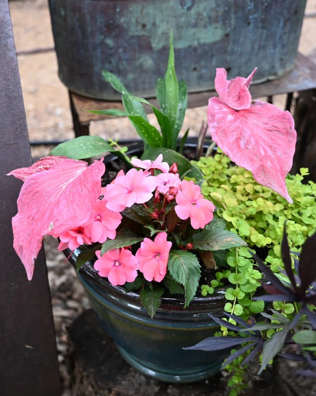 Heart to Heart Blushing Bride Caladium - view 2