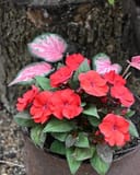 Heart to Heart Blushing Bride Caladium thumbnail 3