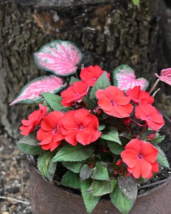 Heart to Heart Blushing Bride Caladium - view 3