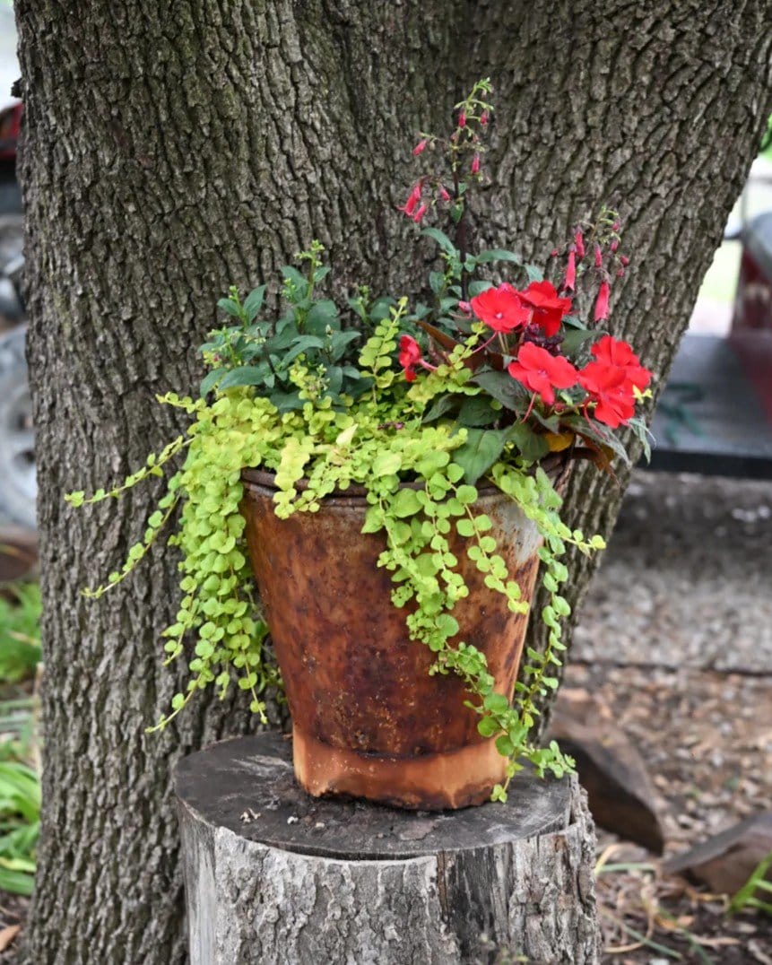 Goldilocks Creeping Jenny - view 4