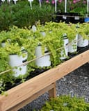 Goldilocks Creeping Jenny thumbnail 5