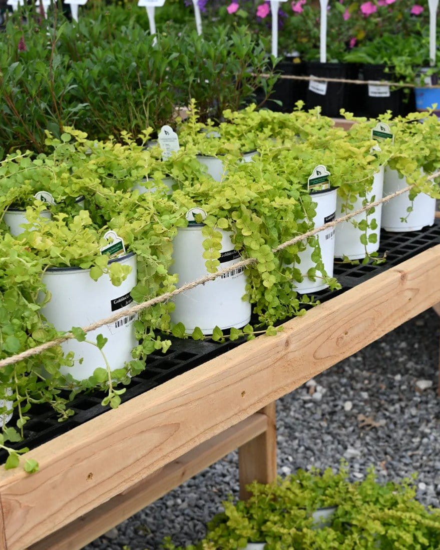 Goldilocks Creeping Jenny - view 5