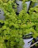 Goldilocks Creeping Jenny thumbnail 6