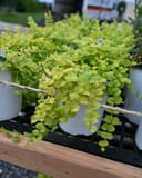 Goldilocks Creeping Jenny thumbnail 7