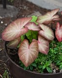 Heart to Heart Creme Brulee Caladium thumbnail 2