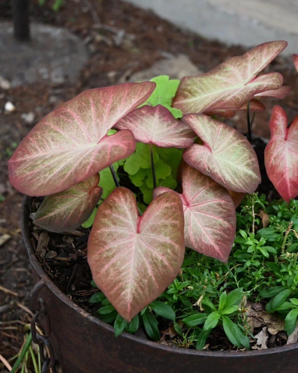 Heart to Heart Creme Brulee Caladium - view 2