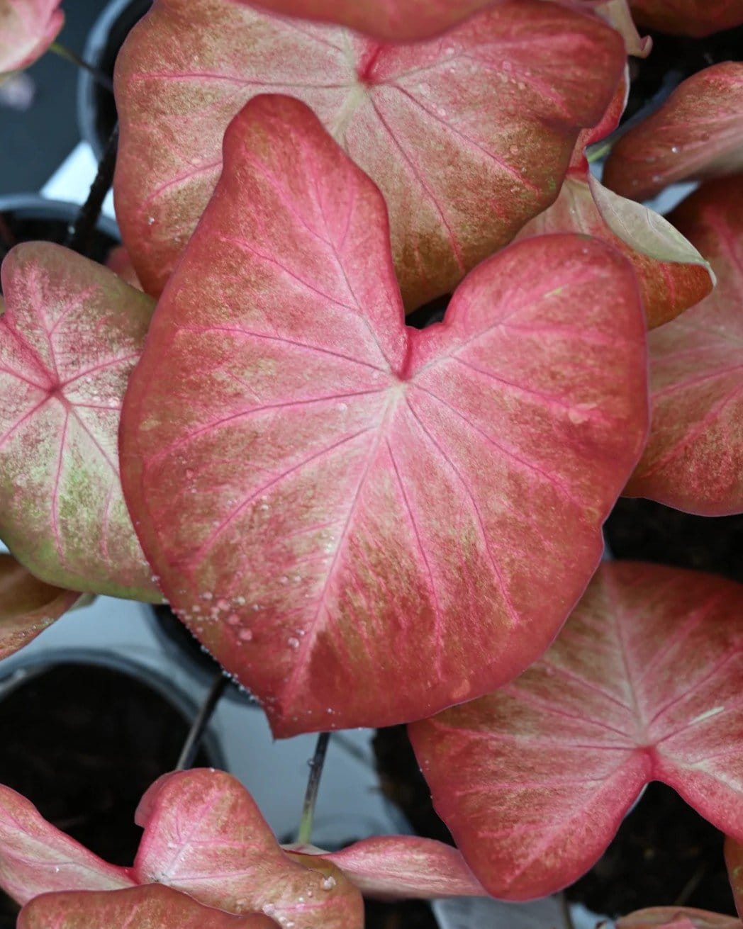 Heart to Heart Creme Brulee Caladium - view 3