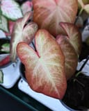 Heart to Heart Creme Brulee Caladium thumbnail 4