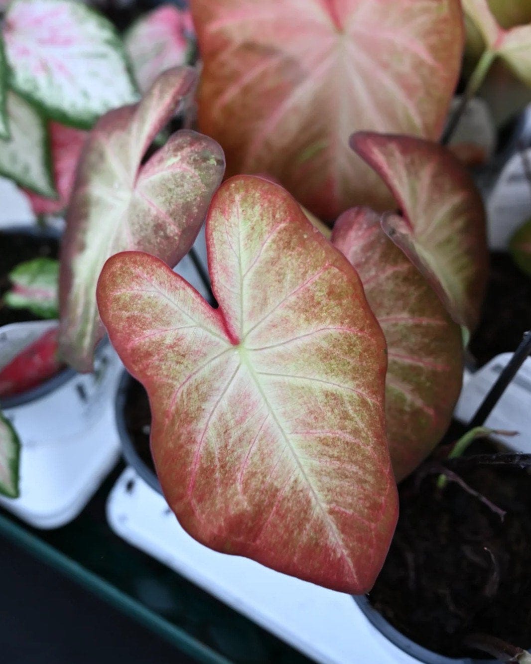 Heart to Heart Creme Brulee Caladium - view 4
